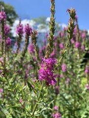 Lythrum salicaria