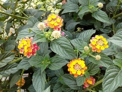 Lantana camara