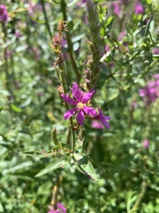 Lythrum salicaria