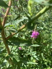 Lythrum salicaria