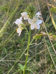Polemonium caeruleum