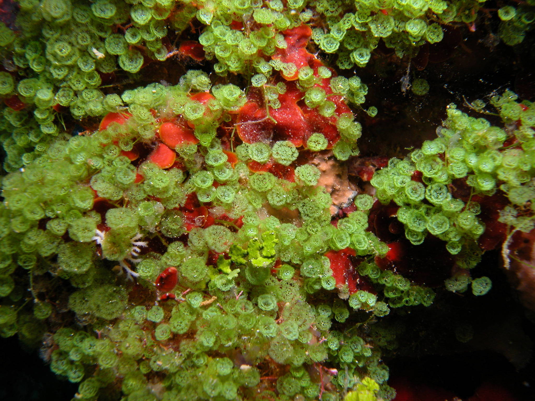 Caulerpa verticillata