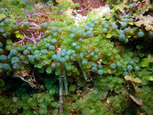 Caulerpa verticillata