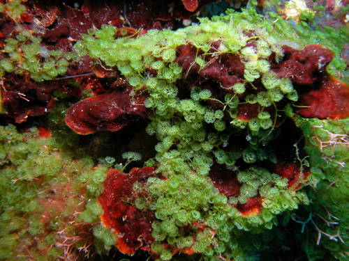 Caulerpa verticillata