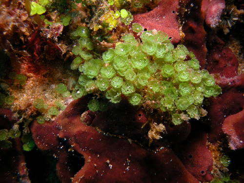 Caulerpa verticillata