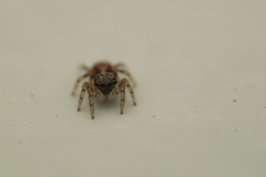 Pseudeuophrys lanigera