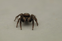 Pseudeuophrys lanigera