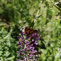 Polites peckius