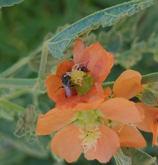 Macroteropsis