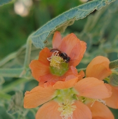 Macroteropsis