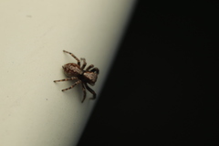 Pseudeuophrys lanigera