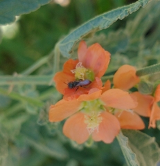 Macroteropsis