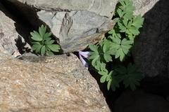 Corydalis alpestris