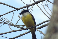 Pitangus sulphuratus