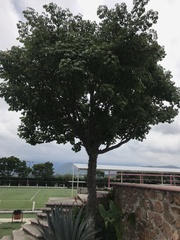 Ceiba pentandra