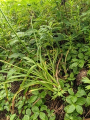Hemerocallis middendorffii