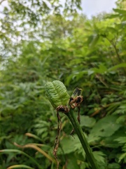 Hemerocallis middendorffii
