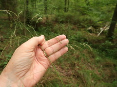 Tridens flavus flavus