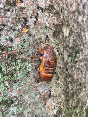 Graptopsaltria nigrofuscata