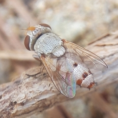 Craticulina tabaniformis