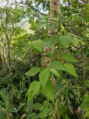 Betula ermanii