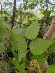 Betula ermanii
