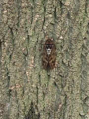 Graptopsaltria nigrofuscata