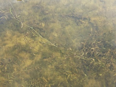 Potamogeton × angustifolius