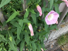 Calystegia hederacea
