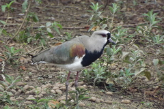 Vanellus chilensis
