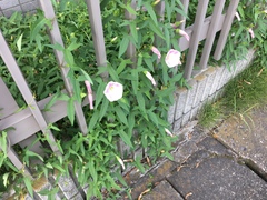 Calystegia hederacea