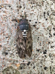 Graptopsaltria nigrofuscata