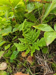 Sceptridium robustum