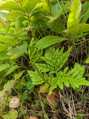 Sceptridium robustum