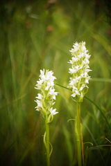 Dactylorhiza incarnata ochroleuca