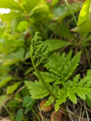 Sceptridium robustum