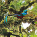 Typical Quetzals - Photo (c) OlegRozhko, some rights reserved (CC BY-NC-ND), uploaded by OlegRozhko