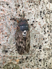 Graptopsaltria nigrofuscata