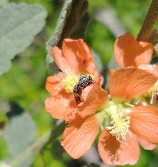 Macroteropsis