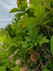 Sceptridium robustum