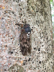 Graptopsaltria nigrofuscata