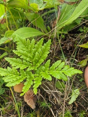 Sceptridium robustum