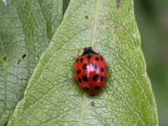 Harmonia axyridis