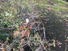 Sympetrum infuscatum