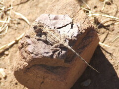 Agama armata