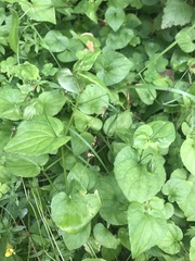 Viola biflora
