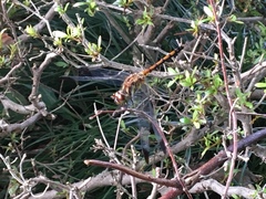Sympetrum infuscatum