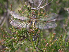 Leucorrhinia dubia