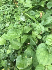 Viola biflora