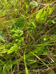 Sceptridium robustum